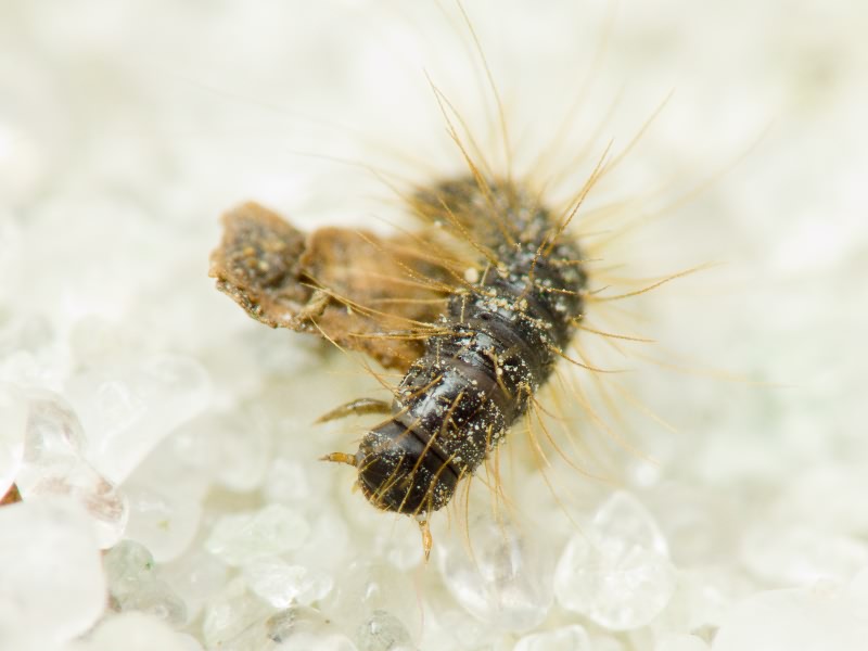 Coleoptera Linnaeus, 1758